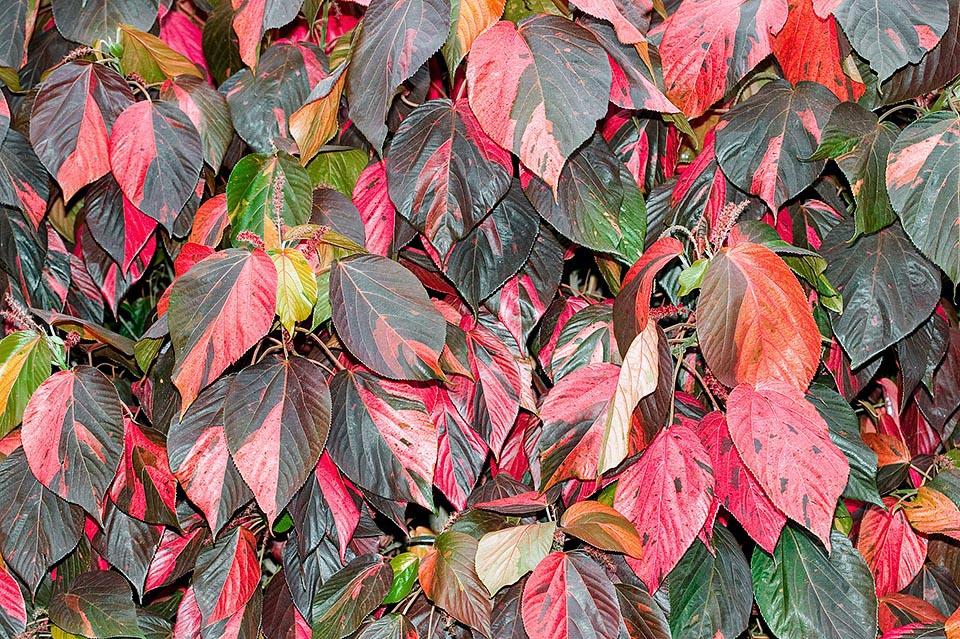 The evergreen shrub may be 3-4 m tall with even 20 cm long leaves. Grows well in open air, basking in the sun, in the tropical and subtropical gardens © G. Mazza