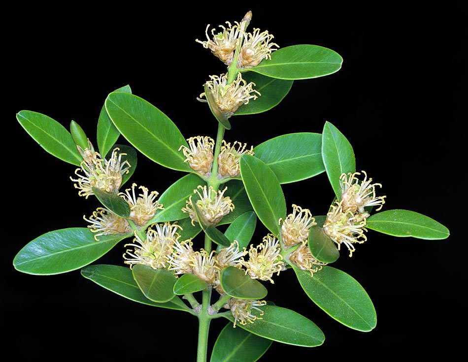 Native to Mediterranean basin, the Buxus balearica is a compact shrub that in nature may be 8 m tall. The inconspicuous flowers are pleasantly and intensely perfumed. It stands drastic prunings and is well fit in cultivation for creating border fences and for the vagaries of the topiary art. Toxic but medicinal virtues © Giuseppe Mazza