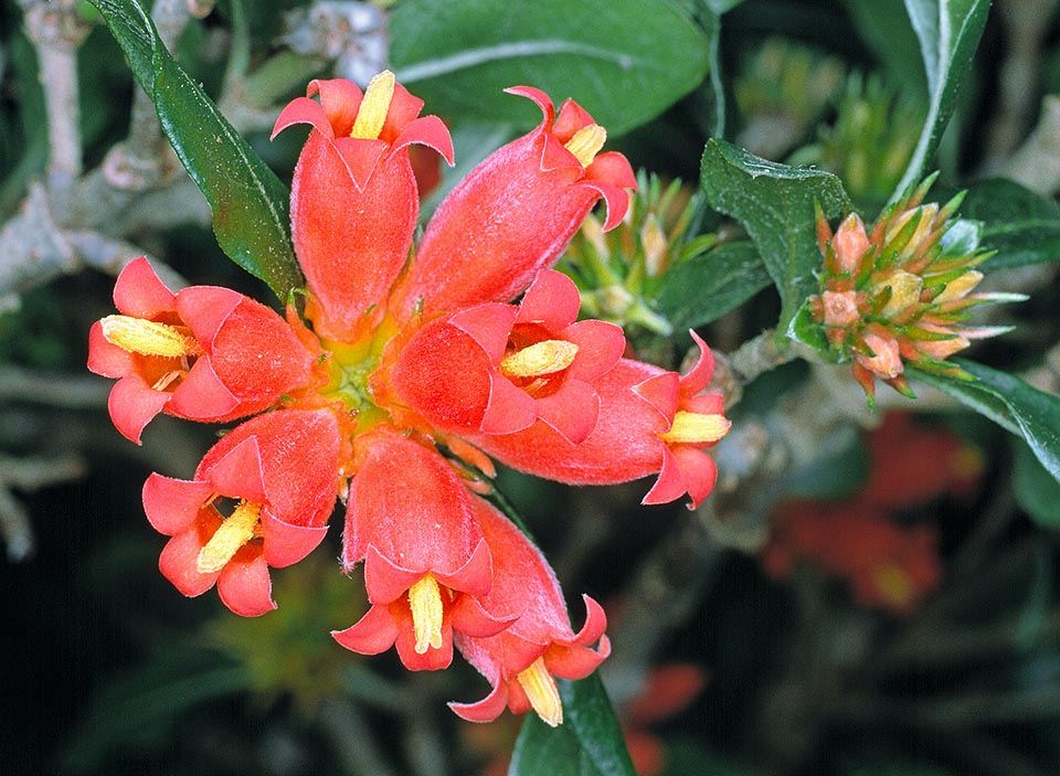 Especie arbustiva siempreverde sudafricana de crecimiento lento, la Burchellia bubalina puede alcanzar los 10 m de altura. Vistosas flores tubulares de 25 mm © G. Mazza