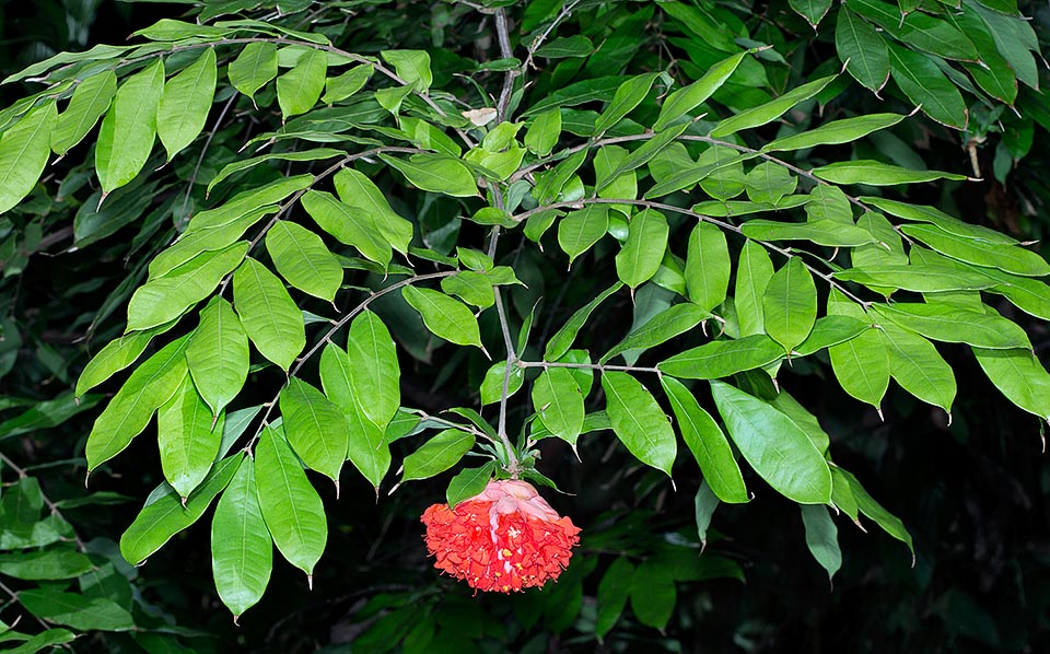 Originaire de Colombie, d’Equateur, du Pérou et du Venezuela, Brownea grandiceps est un arbre à feuilles persistantes à croissance lente qui atteint les 10 m de hauteur © Giuseppe Mazza