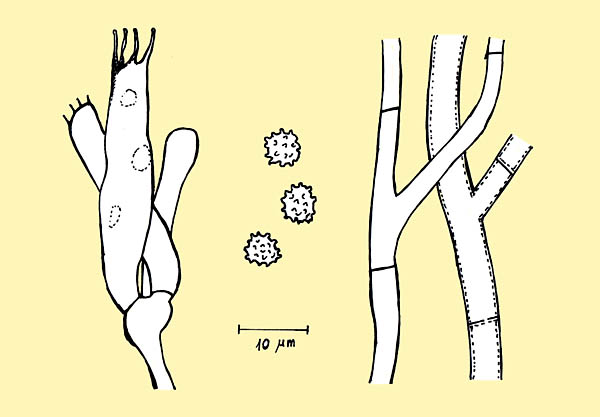 Basidia, spores and hyphae © Massimiliano Berretta