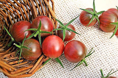Black Cherry: grappoli con 10-12 frutti molto dolci di 20-25 g © Le Tomatologue
