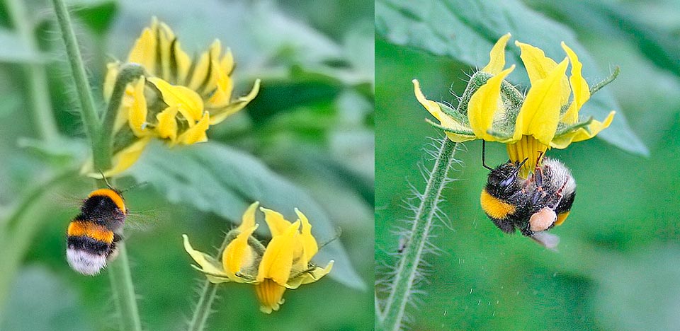 Dans les variétés cultivées, les fleurs sont généralement auto-pollinisatrices. Le pollen est transféré des anthères au stigmate de la même fleur. La pollinisation croisée est un fait assez rare. Quand un pollinisateur intervient, c'est un insecte, souvent un bourdon, parfois introduit dans les serres pour augmenter la production © Le Tomatologue