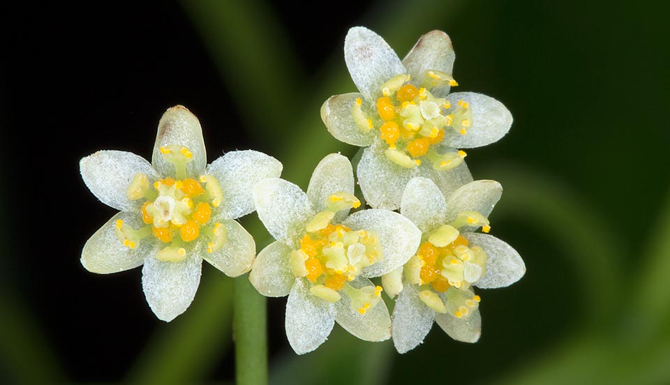 Les inflorescences axillaires en panicules mesurent jusqu’à 7 cm de long et portent plusieurs fleurs bisexuées d’environ 6 mm de diamètre © Giuseppe Mazza