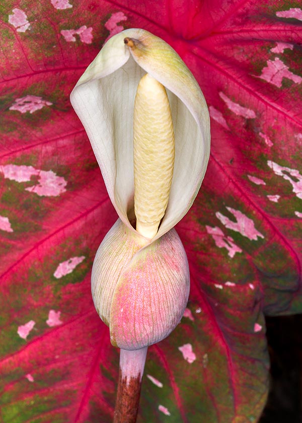 Le spadice, de 6 à 10 cm, rappelle l'appartenance à la famille des Araceae © Giuseppe Mazza