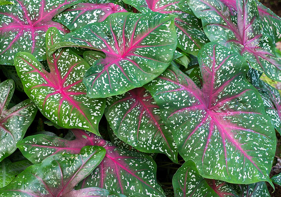 Countless hybrids and varieties of Caladium bicolor adorn the tropical gardens and the indoor spaces as apartment plant © Giuseppe Mazza