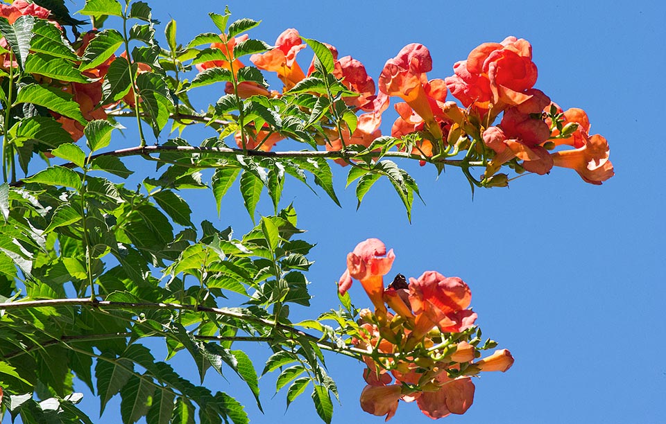 Campsis x tagliabuana comes from the union of Campsis frandiflora of China, who brought beauty as dowry, and Campsis radicans of USA more resistant to cold © Giuseppe Mazza