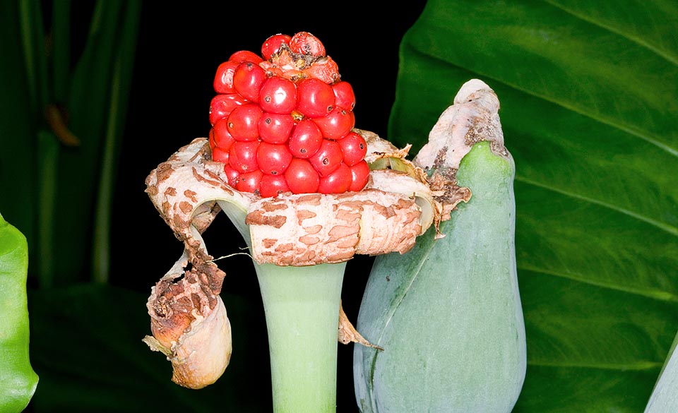 Les fruits, de couleur rouge vif à maturité, sont des baies ovoïdes longues d’environ 1 cm. Le rhizome et la tige sont toxiques mais comestibles après cuisson © Mazza