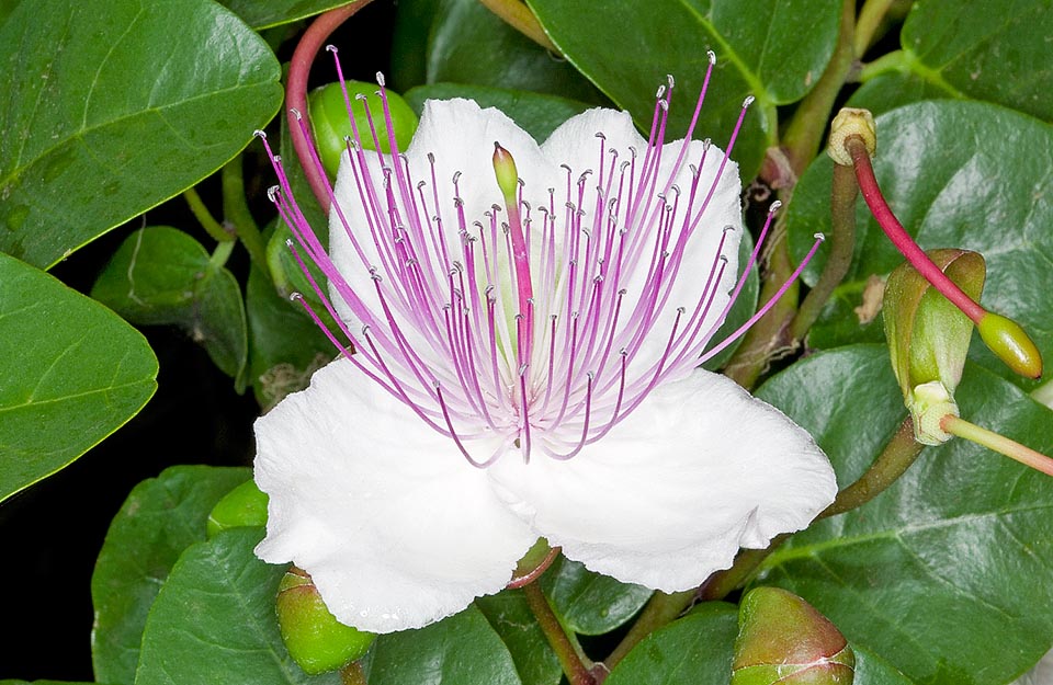 Las flores, de 5-7 cm de ancho, fragantes, nacen en la axila de las hojas sobre un largo pedúnculo. Se abren a finales de la tarde y concluyen su ciclo la tarde siguiente © Giuseppe Mazza