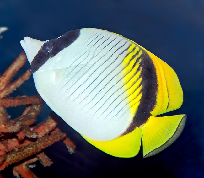 Chaetodon lineolatus, Pesce farfalla rigato, Chaetodontidae Chaetodon lineolatus, Pesce farfalla rigato, Chaetodontidae