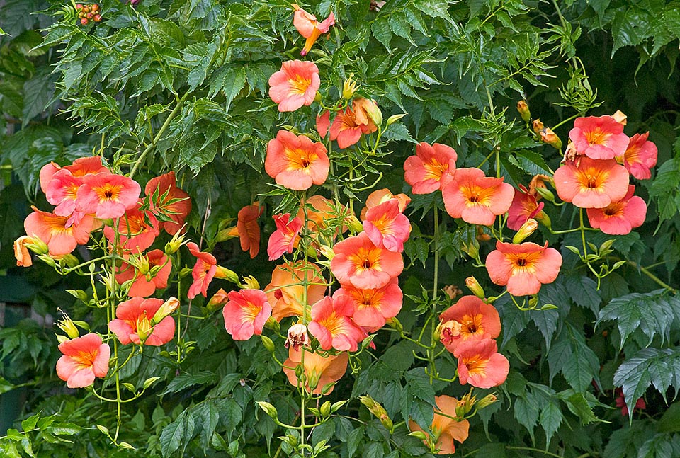 Campsis grandiflora, bignone à grandes fleurs, bignone de Chine, Bignoniaceae