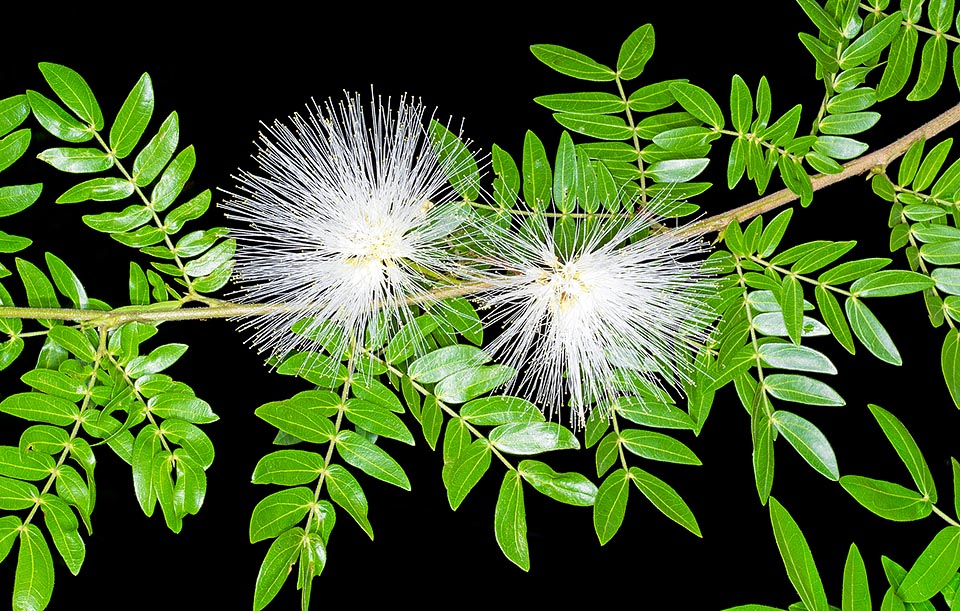 Les inflorescences pyrotechniques sont normalement écarlates, mais étant donné l’énorme intérêt horticole une variété ‘Alba’ a été sélectionnée © Giuseppe Mazza