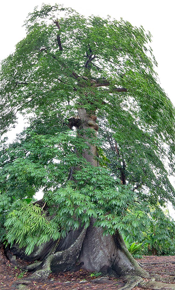 Fréquente sous les tropiques la Ceiba pentandra est un arbre gigantesque à feuilles caduques qui atteint 50 m dans la nature avec des troncs larges de 2 m et des racines typiques dites tabulaires hautes jusqu'à 8 m et aidant à soutenir son poids au milieu des tempêtes tropicales les plus violentes © Giuseppe Mazza