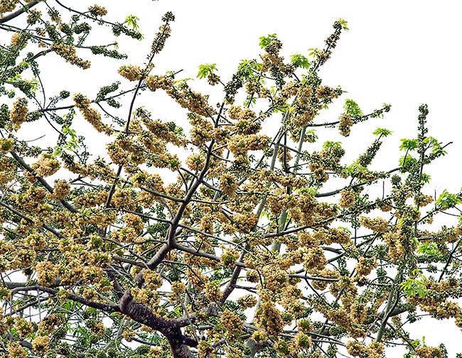 Hermaphroditic flowers usually appear after the palmate-compound leaves fall with 5-11 elliptic leaflets with pointed apex and entire or indented margins, up to 16 cm long and 4 cm broad © Giuseppe Mazza