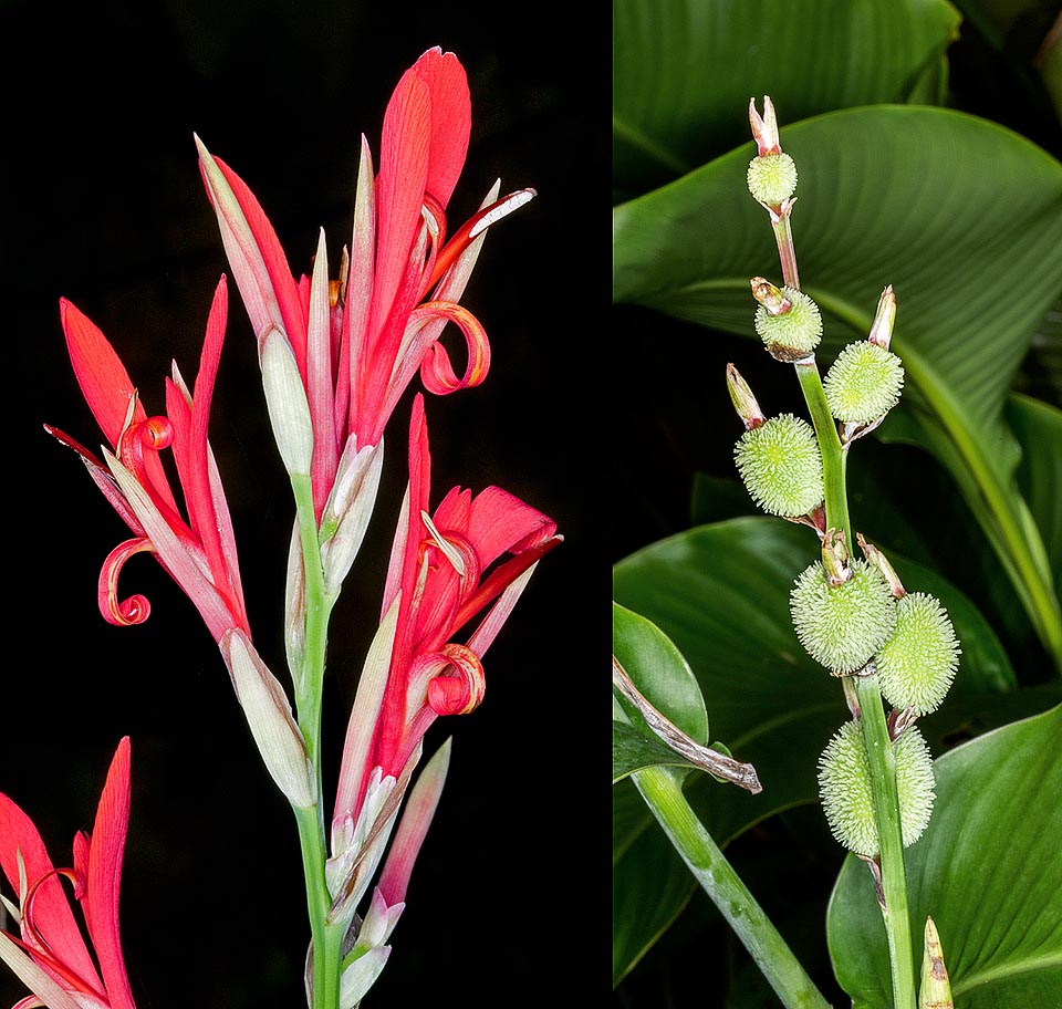 Canna indica con frutos en desarrollo. Herbácea perenne, originaria de América tropical y subtropical, puede superar los 2 m de altura con hojas de hasta 60 cm de largo y 20 cm de ancho. Poco llamativa, hoy está casi totalmente reemplazada en cultivo por sus numerosos híbridos. Rizomas comestibles con virtudes medicinales © G. Mazza