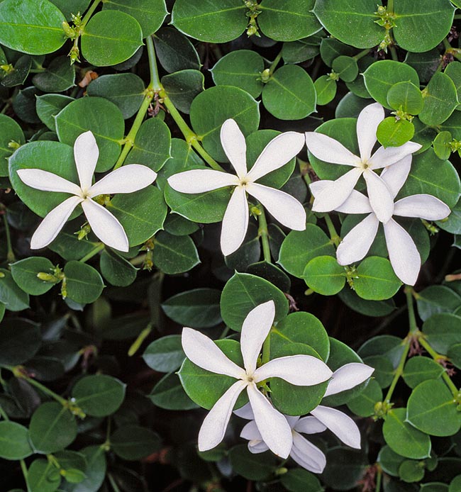 Tropical and southern Africa Carissa macrocarpa is a 5-6 m evergreen shrub. Edible fruits with sourish taste, rich in vitamin C, but seeds and other parts of the plant, after some sources, appear to be toxic © Giuseppe Mazza