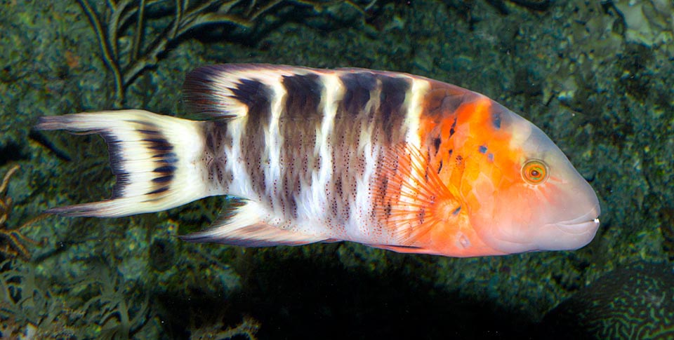 Cheilinus fasciatus, Labridae, Labride dal petto rosso Cheilinus fasciatus, Labridae, Labride dal petto rosso