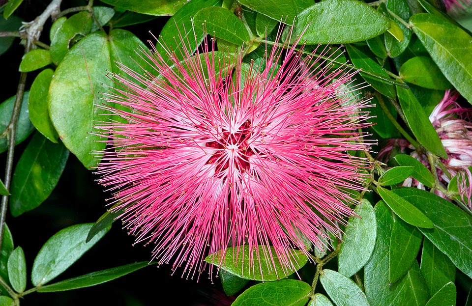 En Colombie et au Venezuela, Calliandra falcata atteint les 3-6 m avec des inflorescences pyrotechniques de 8 cm. Le nom scientifique évoque les feuilles falciformes © Giuseppe Mazza