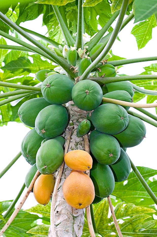 Carica papaya 'Maradol roja'. The fruits are rich in calcium, phosphorus, iron, potassium and vitamins A, B, C © Giuseppe Mazza
