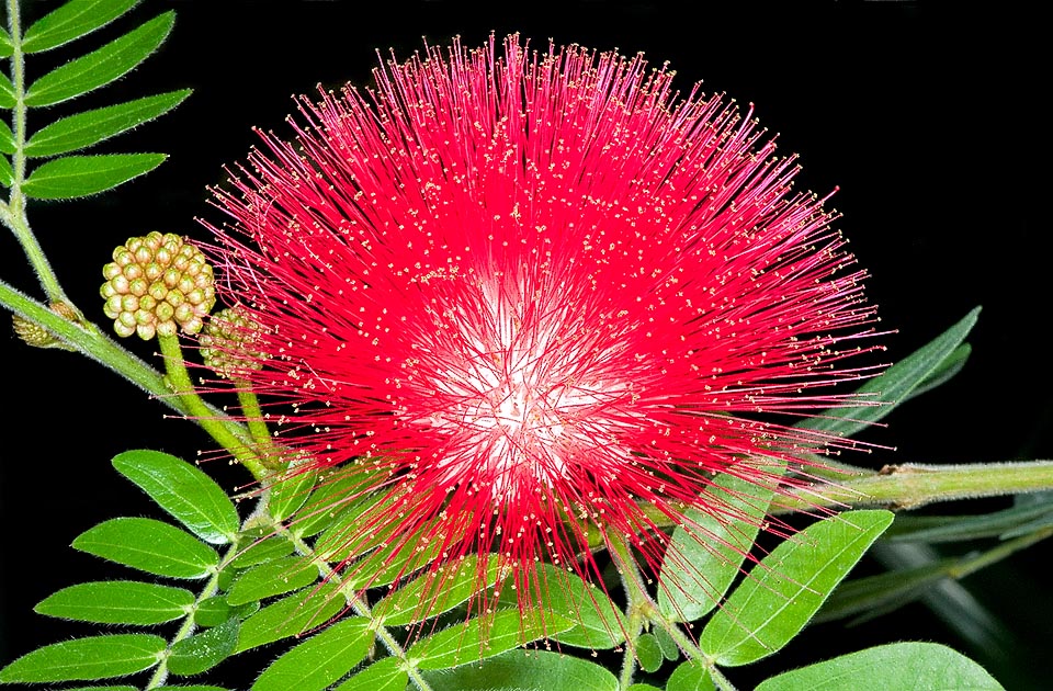 La Calliandra haematocephala es un simpreverde muy ramificado de las sabanas bolivianas, a bajas y medias altitudes, de 3-4 m de altura © Giuseppe Mazza