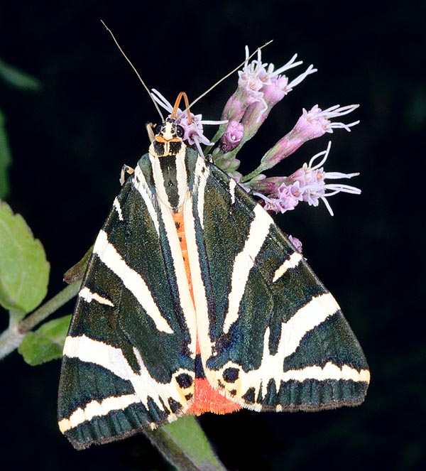 Euplagia quadripunctaria, Arctiidae, Falena dell’edera