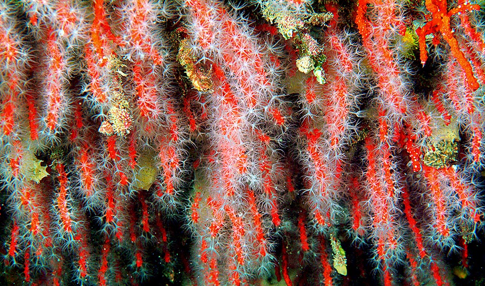 Corallium rubrum, Coral rojo, Anthozoa