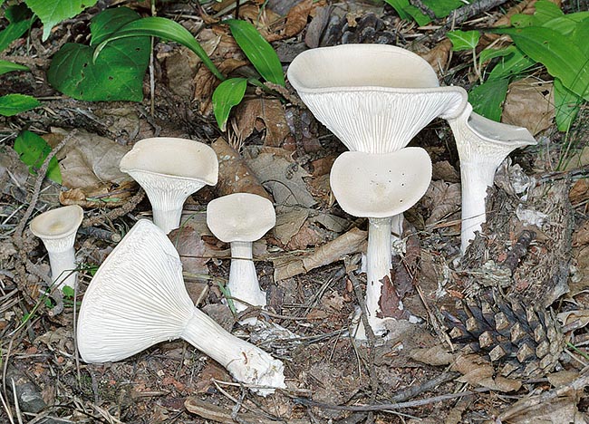 Molto comune, da giovane la Clitocybe gibba ha una caratteristica forma umbonata © Giuseppe Mazza