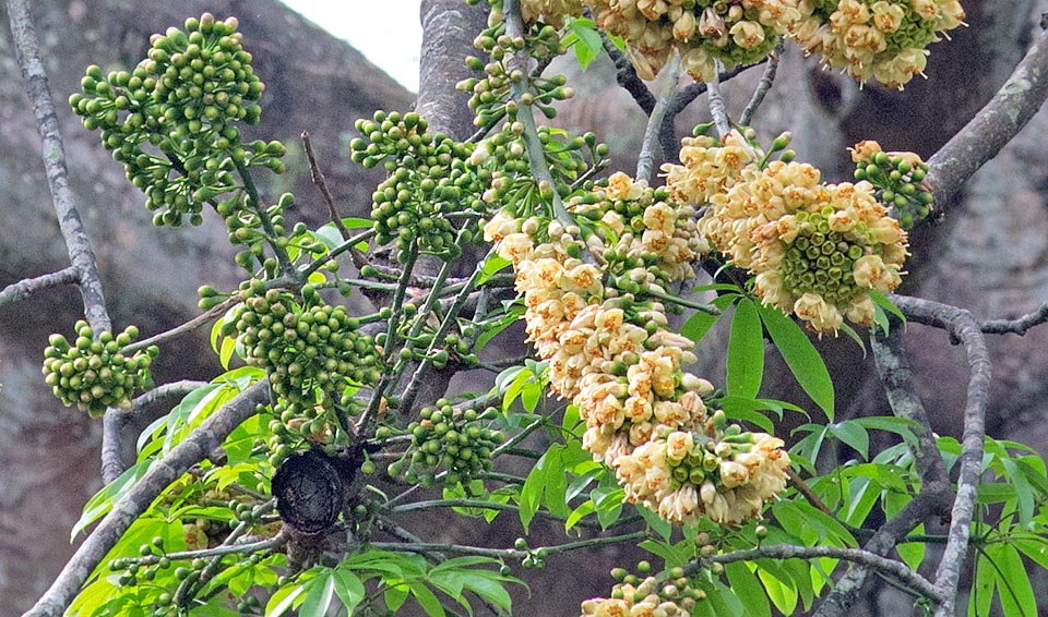 Capullos, flores y nuevas hojas en crecimiento. De las semillas se extrae un aceite usado en jabones, medicinas y lubricantes; tostados ofrecen una harina comestible. Varias partes de la planta, en particular corteza y raíces, son usadas por la medicina tradicional. Las fibras de los frutos sirven como relleno para chaquetas y chalecos salvavidas © Giuseppe Mazza