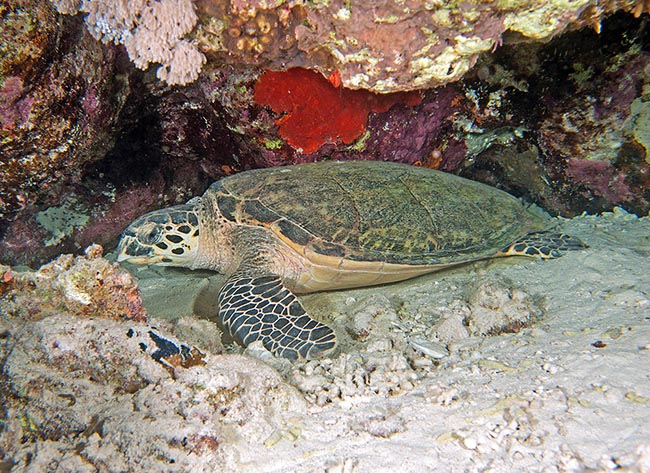 Chelonia mydas, Cheloniidae, Tartaruga verde Chelonia mydas, Cheloniidae, Tartaruga verde