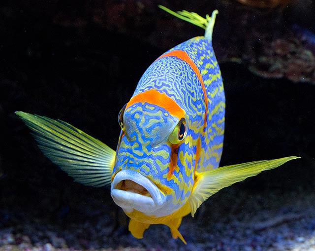 Dévoreur insatiable de poissons et d’invertébrés, il n’est pas fait pour les aquariums domestiques © G. Mazza