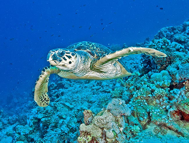 Only herbivorous sea turtle, it eats mainly phanerogams growing in shallow waters © Gianni Neto