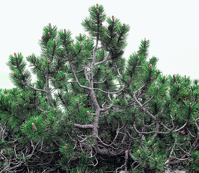 Pinus mugo, Pinaceae, Mountain pine