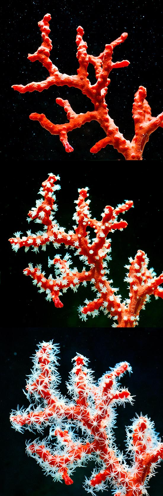 Corallium rubrum, Corallo rosso, Anthozoa