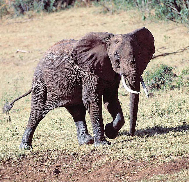 Loxodonta africana, Elephantidae, Éléphant de savane d'Afrique