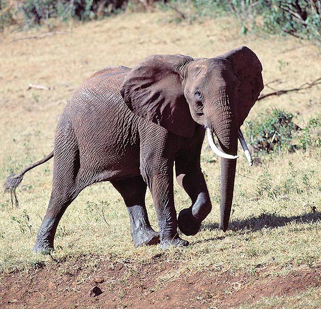 Loxodonta africana, Elephantidae, elefante africano