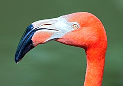 Phoenicopterus ruber - Monaco Nature Encyclopedia