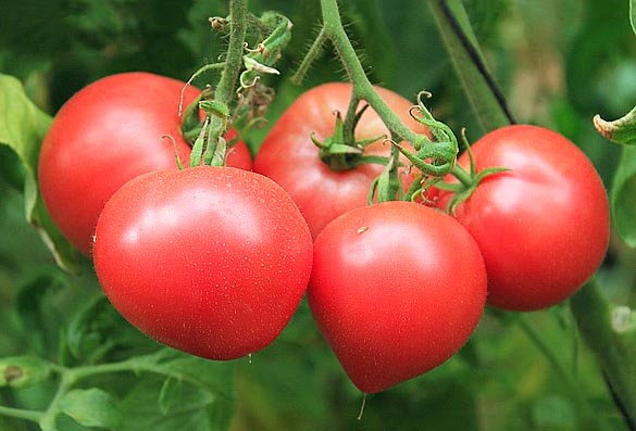 Faworit: medium size variety of Polish origin. Firm pulp. Ideal for stuffing © Le Tomatologue
