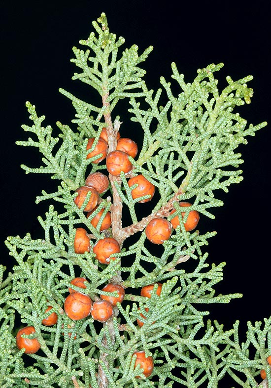 Juniperus phoenicea, Cupressaceae, sabina negral