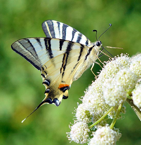 Iphiclides podalirius, Papilionidae, Scarce swallowtail