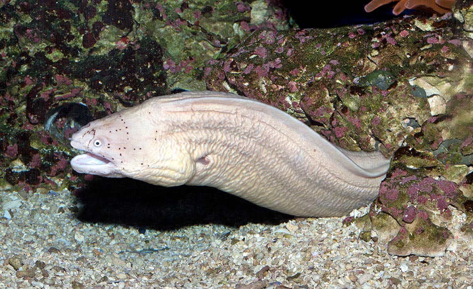 Its vision is modest, replaced by a perfect smell thanks to its two fore and rear nostrils. Doesn't surpass 65 cm and is little endangered if compared to other morays © Giuseppe Mazza