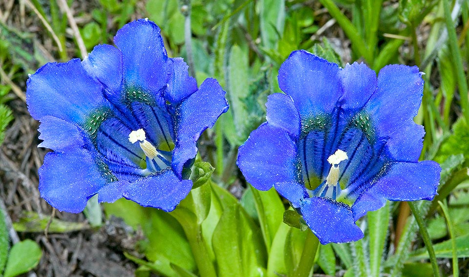 The solitary, terminal flowers, with campanulate corolla divided in 5 3-7 cm broad lobes, of intense blue, internally blackish and greenish spots at the lobes base © Giuseppe Mazza