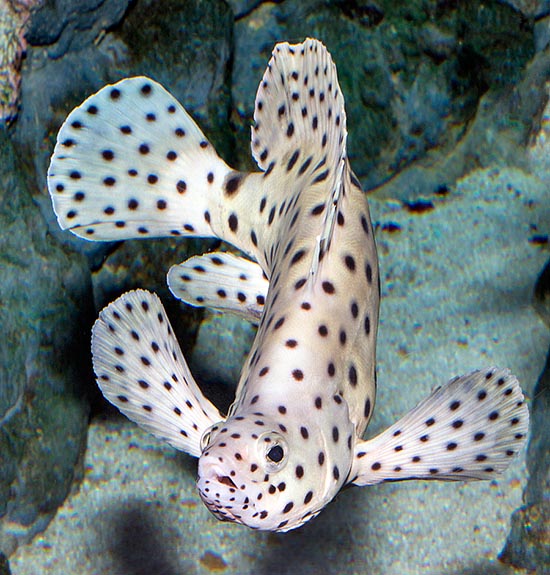 Cromileptes altivelis, Serranidae, Humpback grouper