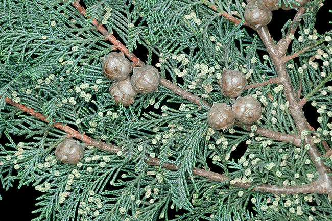 Young cypress branch with male and female growing cones. It's a long-lived species, with medicinal virtues that may pass the 2000 years and the 35 m of height. The perfumed wood resists to water and wood-worms © Mazza