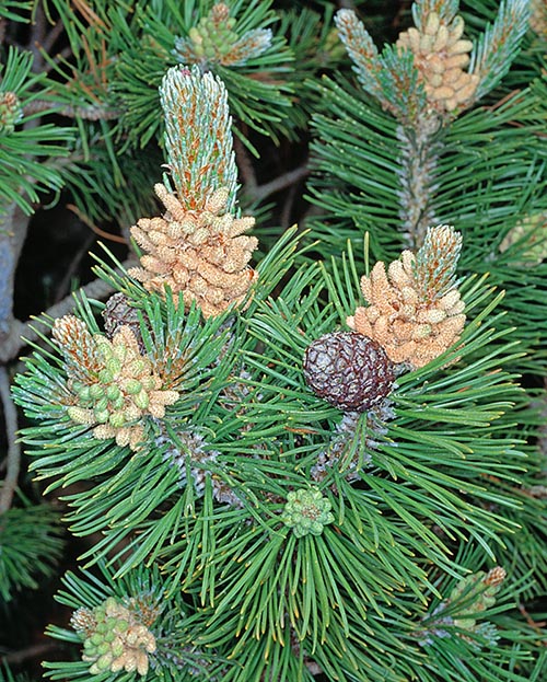 Pinus mugo, Pinaceae, pino de montaña 