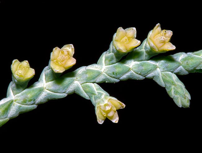 Gli organi femminili, piccolissimi e giallastri, attendono il polline con goccioline vischiose per catturarlo al passaggio © Giuseppe Mazza