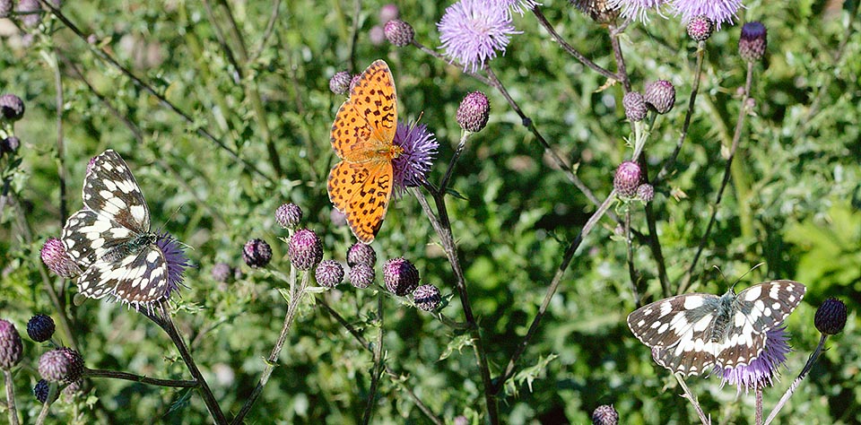 Les capitules, riches en nectar attirent papillons et abeilles pollinisateurs © Giuseppe Mazza