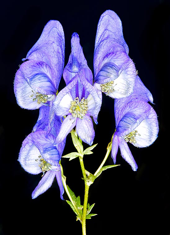 Les fleurs, groupées en inflorescences paniculées, ramifiées en zigzag, sont bleues ou violettes, avec des stries plus pâles. Etamines disposées en spirale. Les fruits ont 3-5 capsules déhiscentes © Giuseppe Mazza