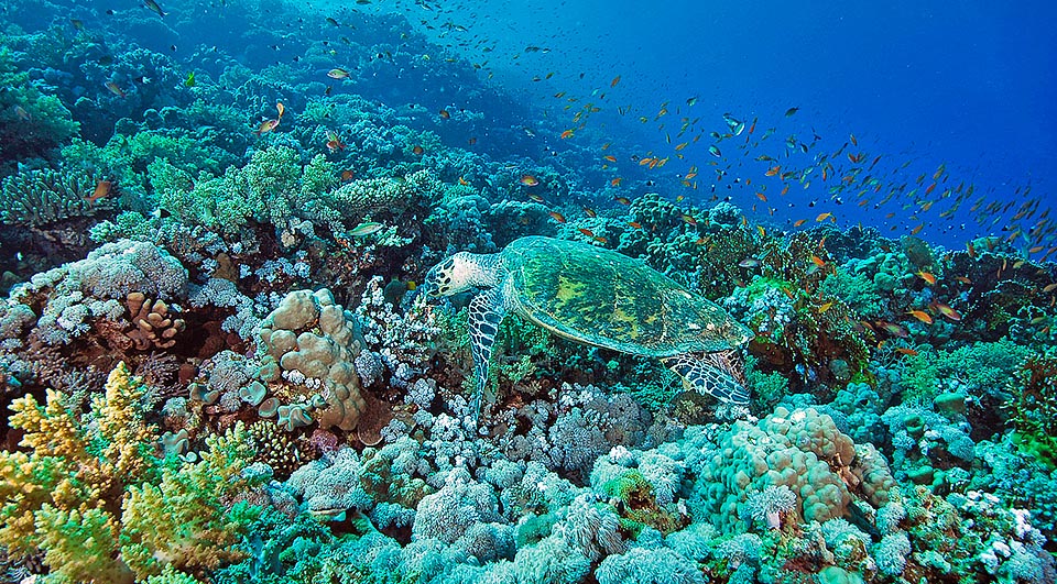 Chelonia mydas, Cheloniidae, Tartaruga verde Chelonia mydas, Cheloniidae, Tartaruga verde
