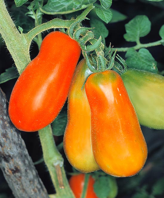 Les tomates "perini" sont généralement excellentes pour la sauce, les conserves et farcies © Giuseppe Mazza