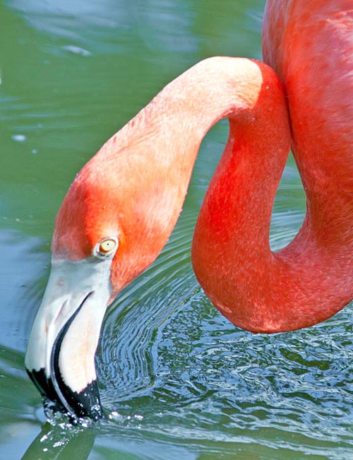 Phoenicopterus ruber, American flamingo, Phoenicopteridae